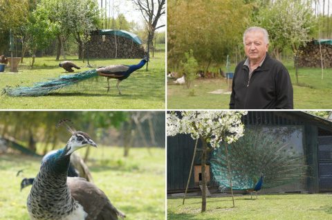 Stjepan Ružić pauni