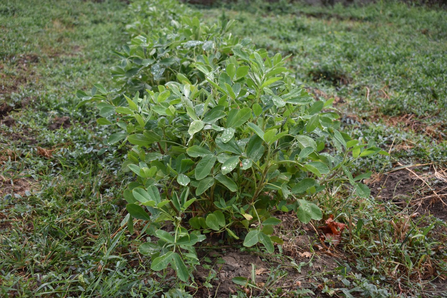 Stoljetni zdenac, gardinovec (5)