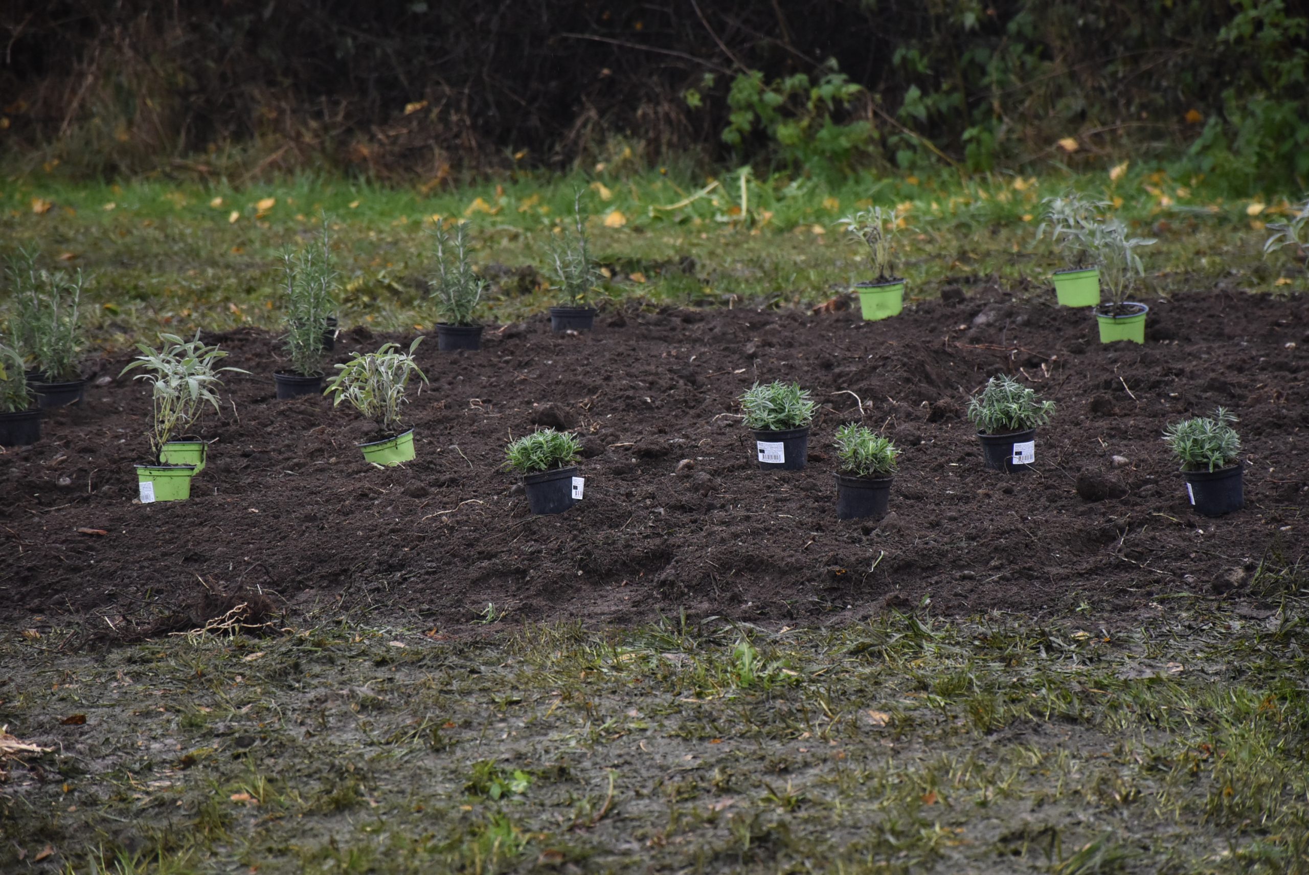 Šuma hrane, Čakom (10)