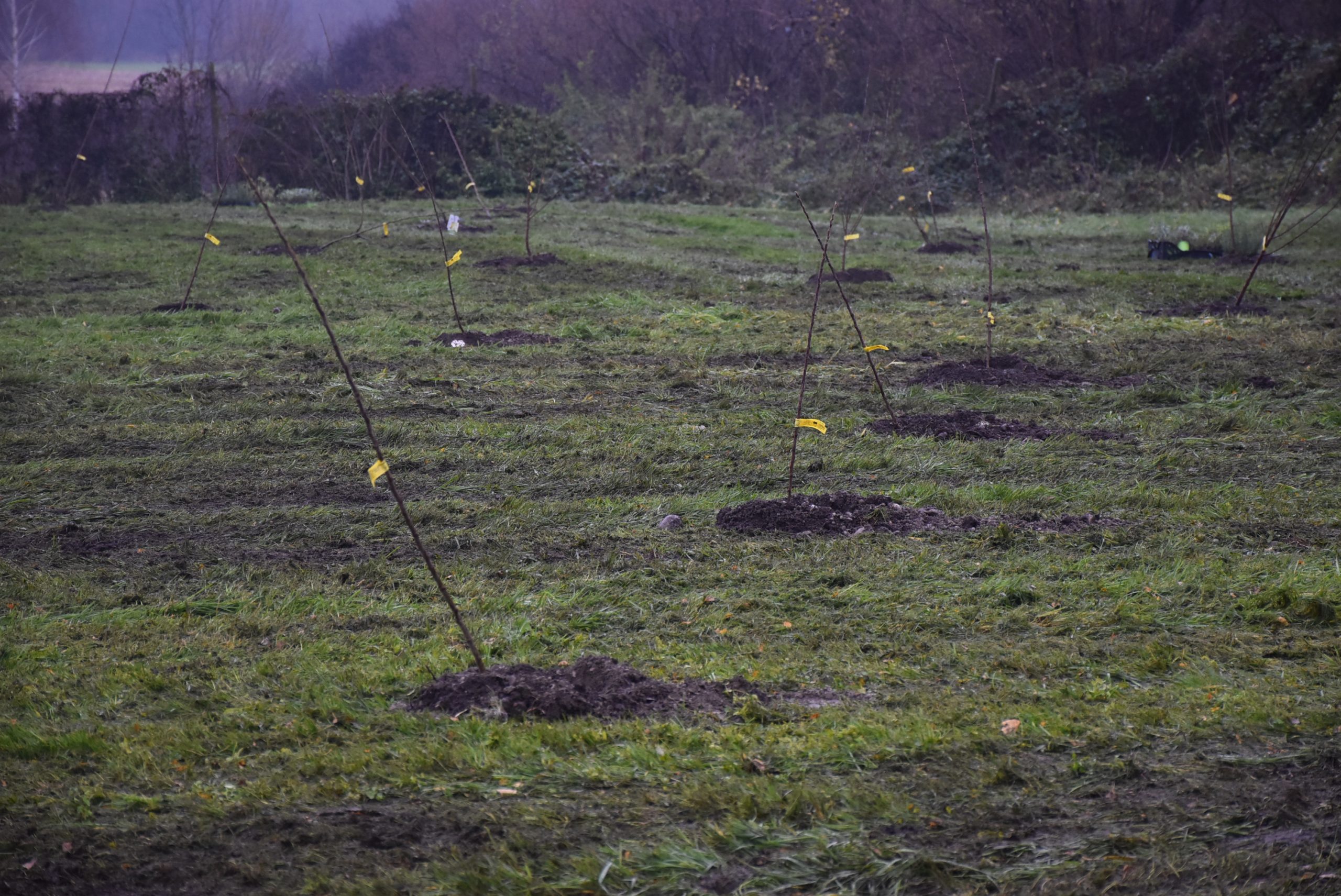 Šuma hrane, Čakom (11)