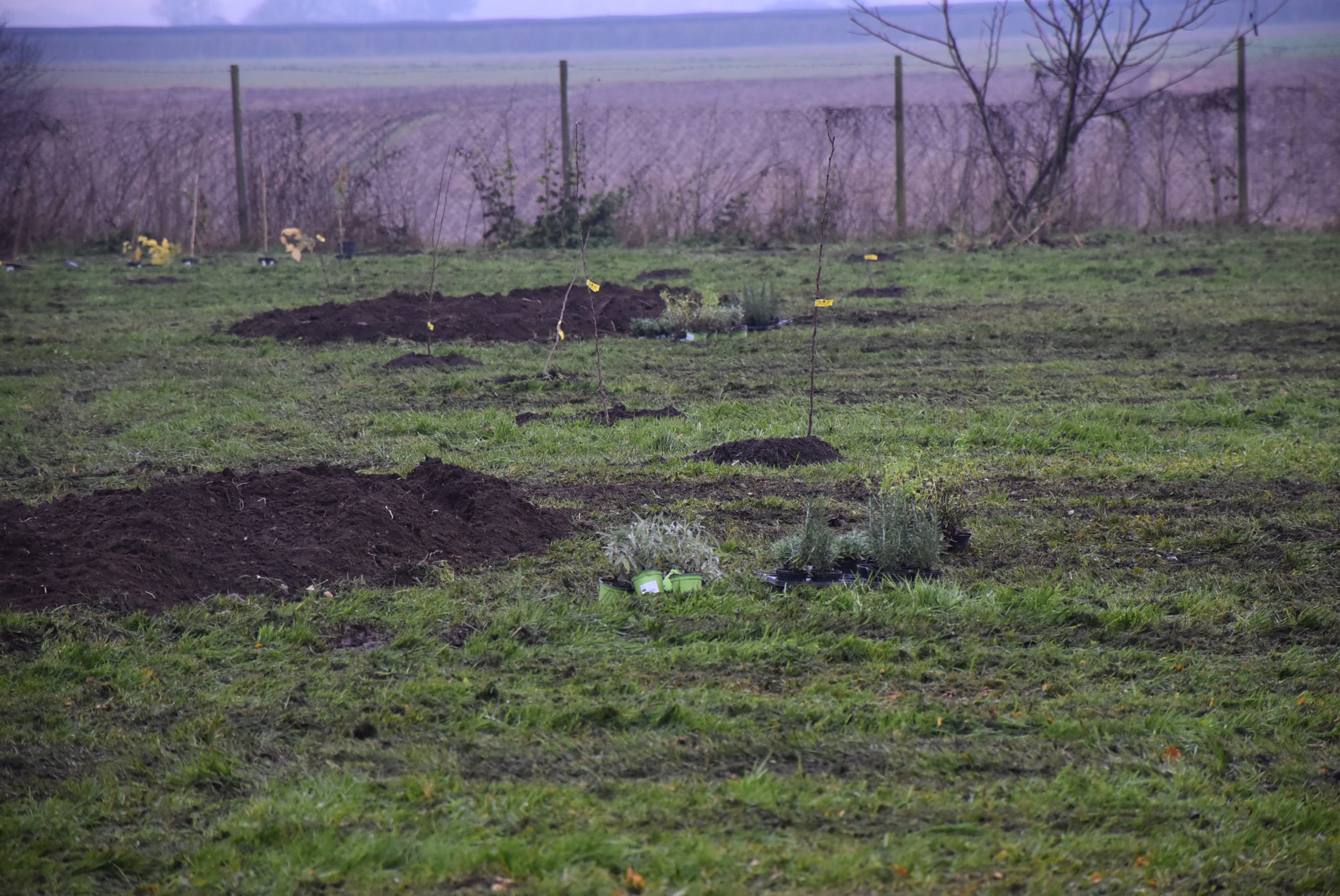 Šuma hrane, Čakom (12)