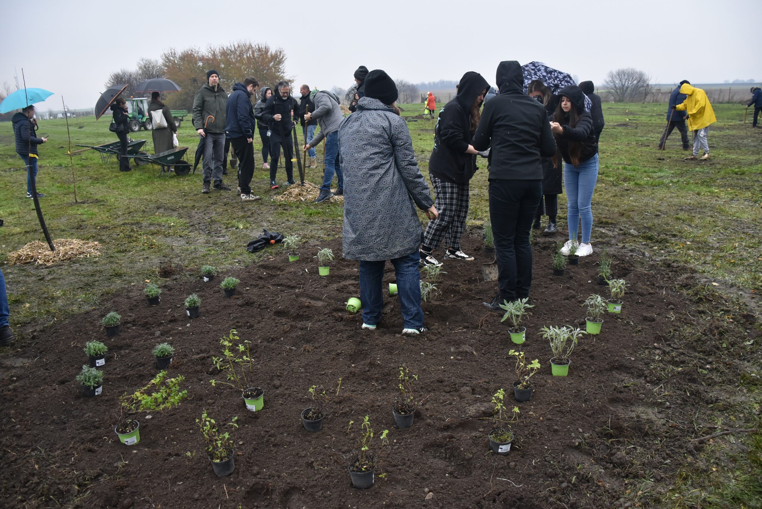 Šuma hrane, Čakom (15)
