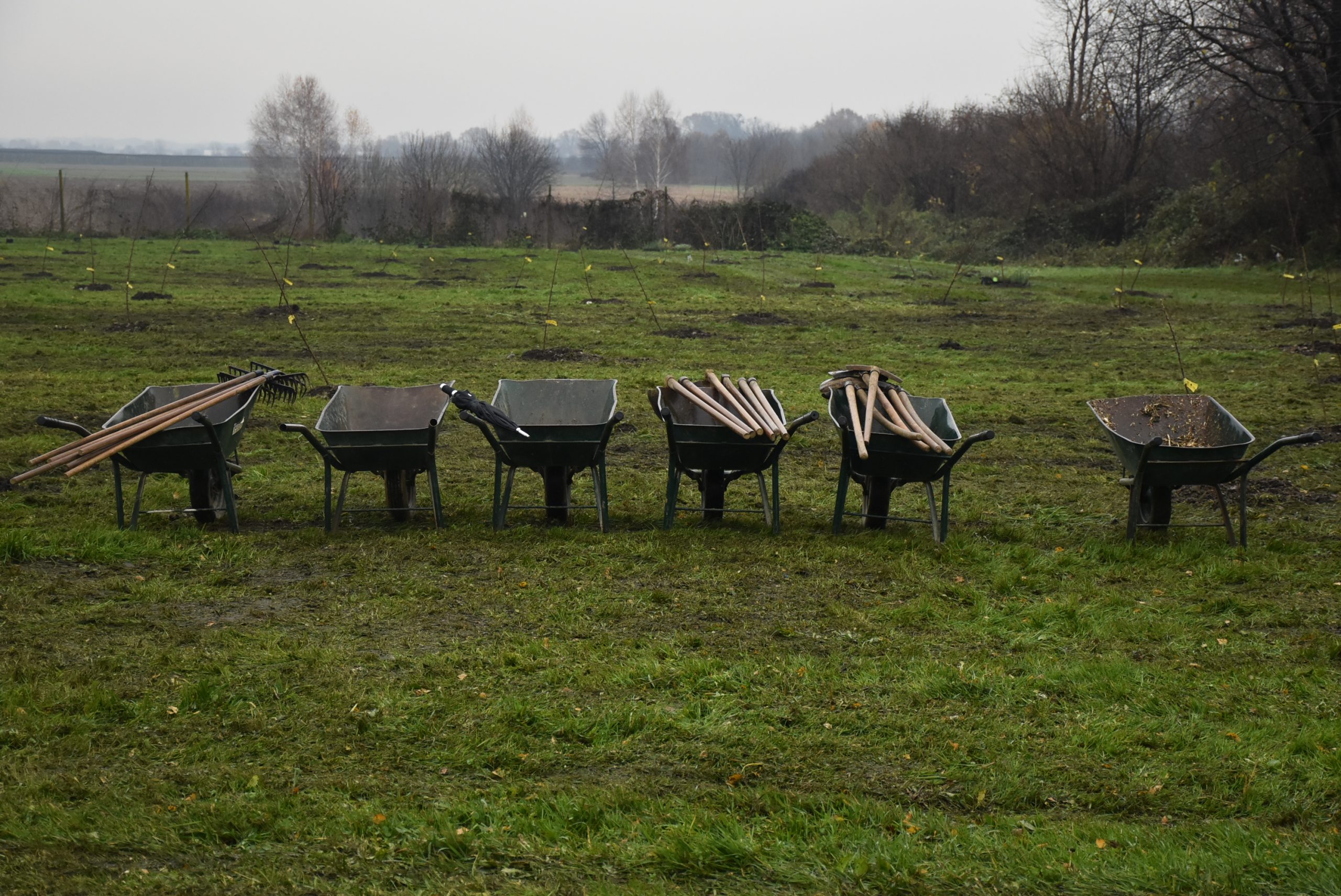 Šuma hrane, Čakom (7)