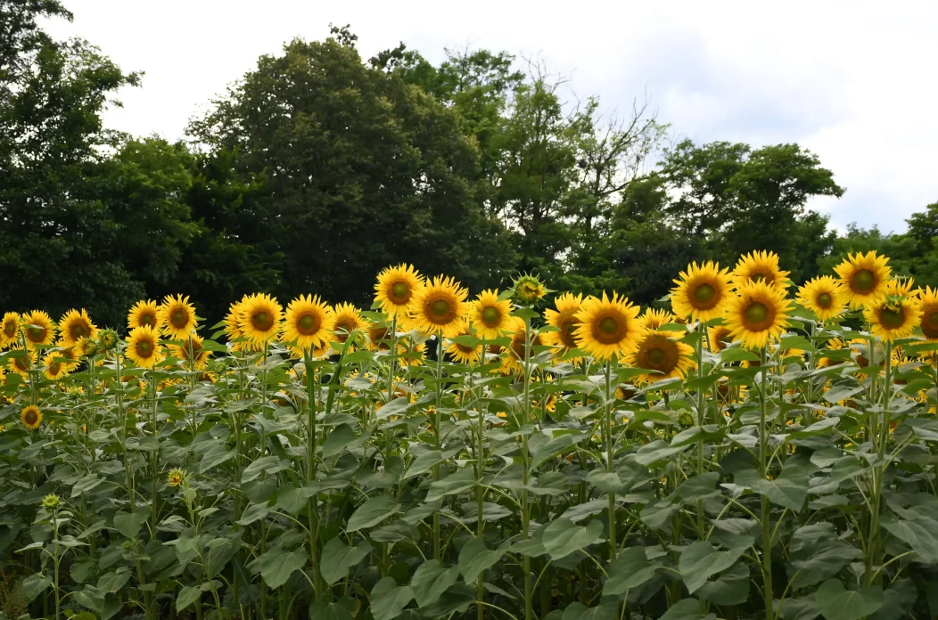 Suncokreti Suncokreti