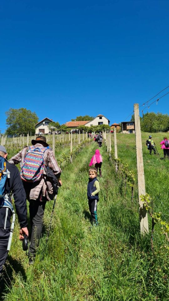 Sveti Juraj na Bregu - vinski pohod (2)