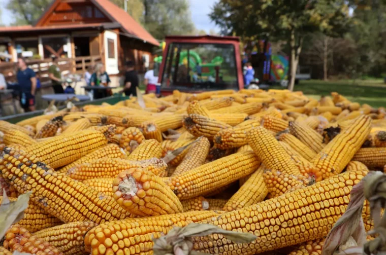 Sveti Martin na Muri, Oktoberfest 2025., Skelarska kuća (56) jesen, ilustracija, kukuruz