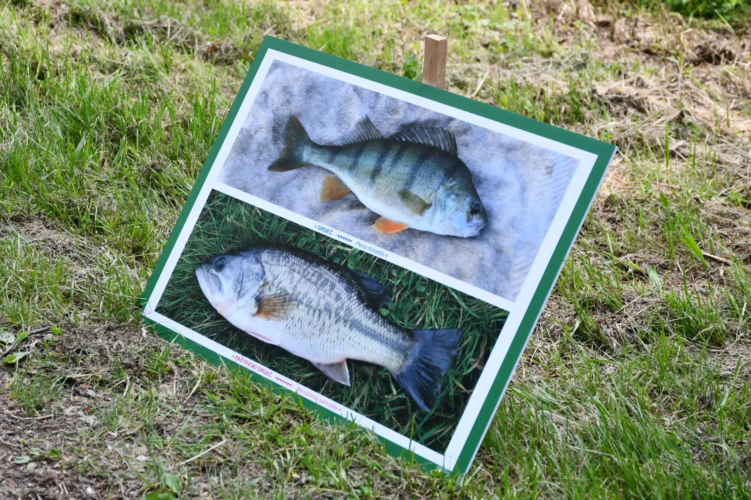 Svetomartinska grahijada 2024. (53) Svetomartinska grahijada 2024. (53)