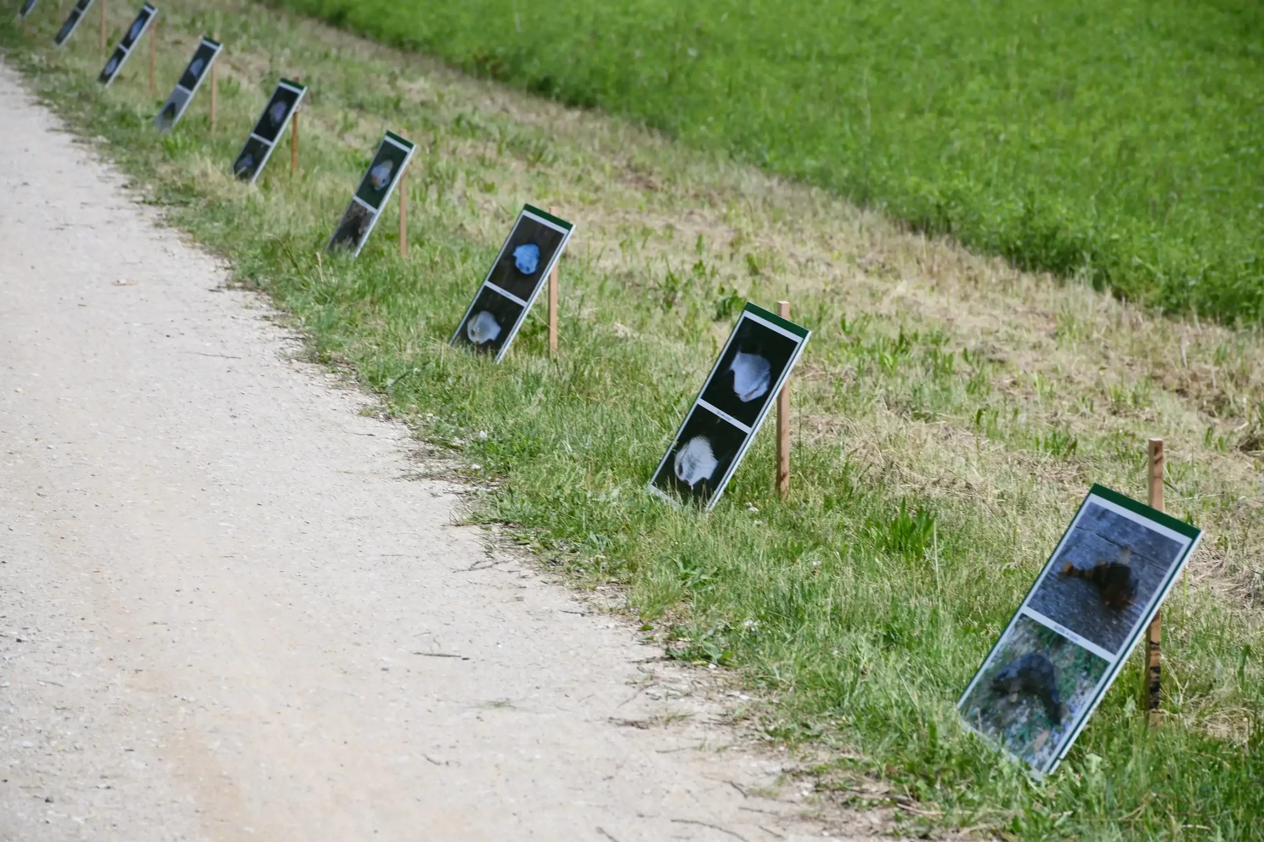 Svetomartinska grahijada 2024. (55) Svetomartinska grahijada 2024. (55)