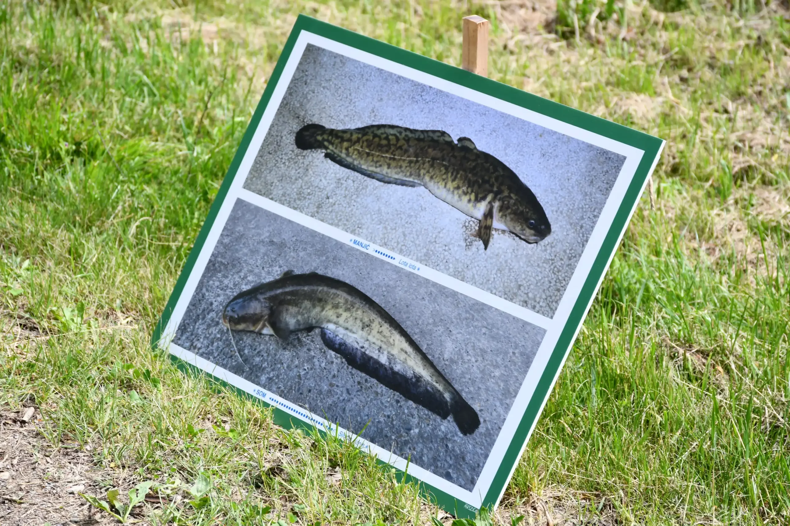 Svetomartinska grahijada 2024. (56) Svetomartinska grahijada 2024. (56)