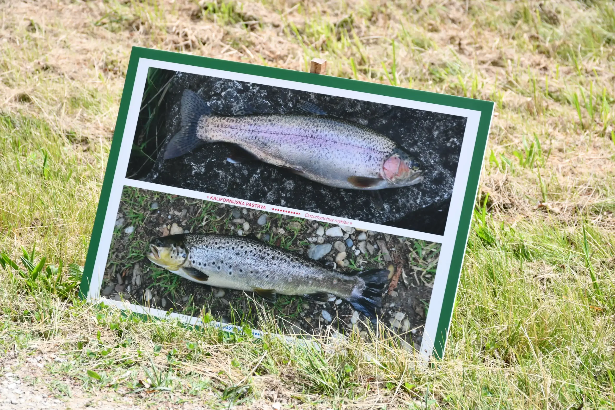 Svetomartinska grahijada 2024. (57) Svetomartinska grahijada 2024. (57)