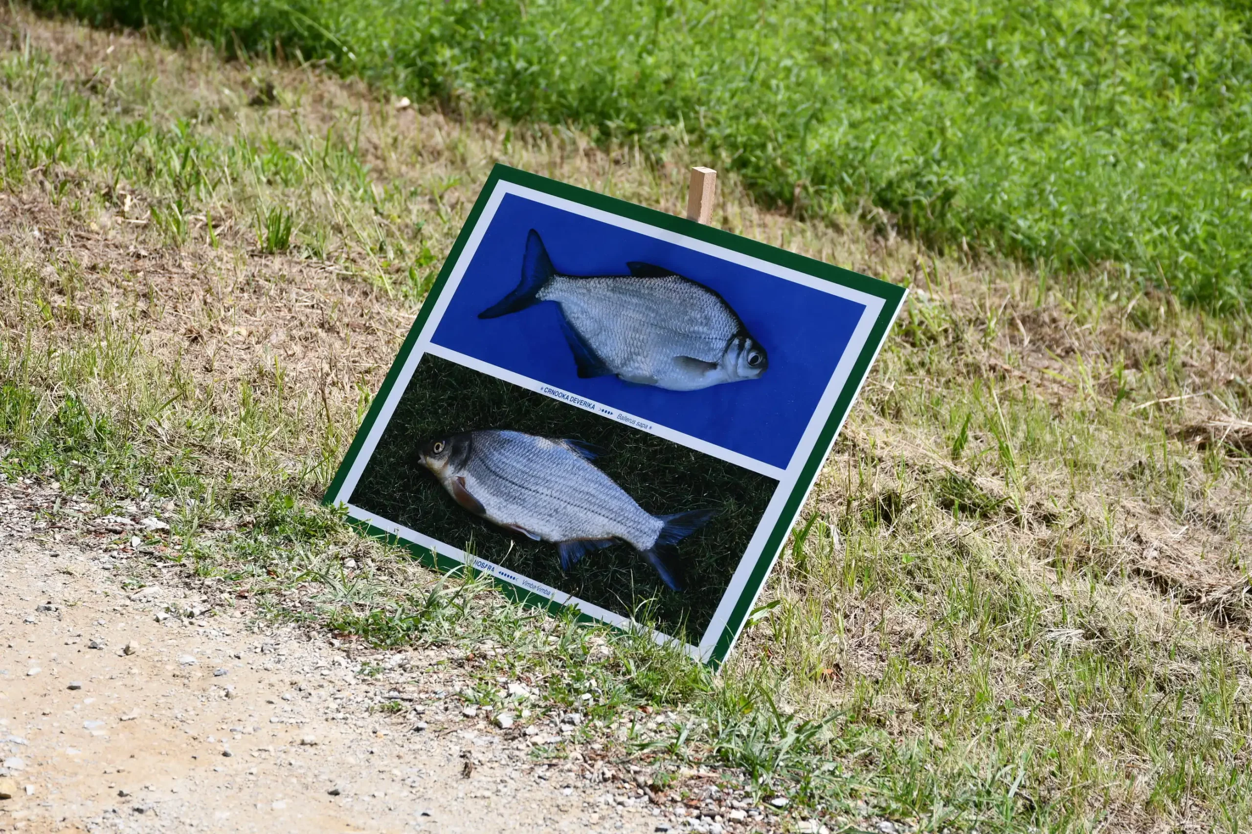 Svetomartinska grahijada 2024. (58) Svetomartinska grahijada 2024. (58)