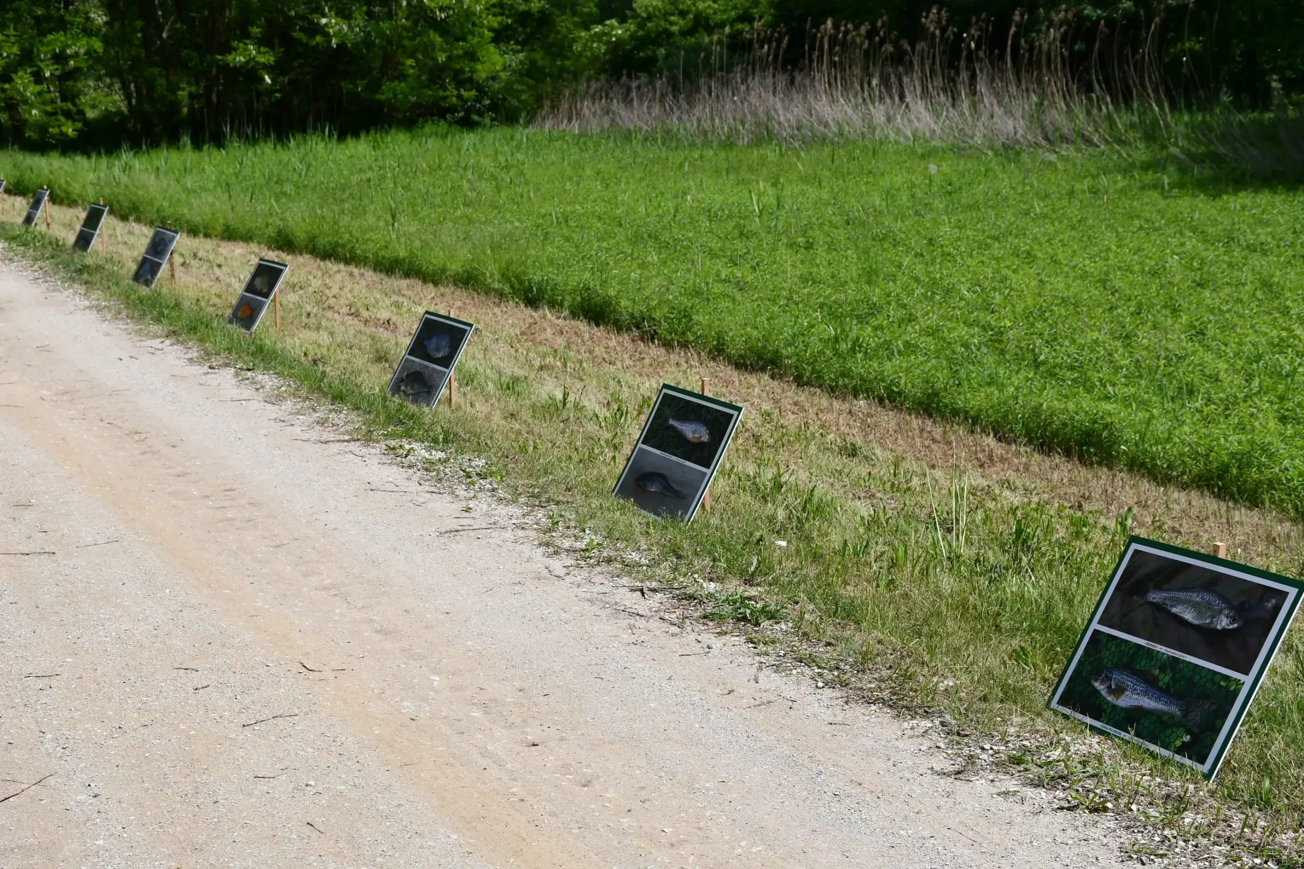 Svetomartinska grahijada 2024. (59) Svetomartinska grahijada 2024. (59)