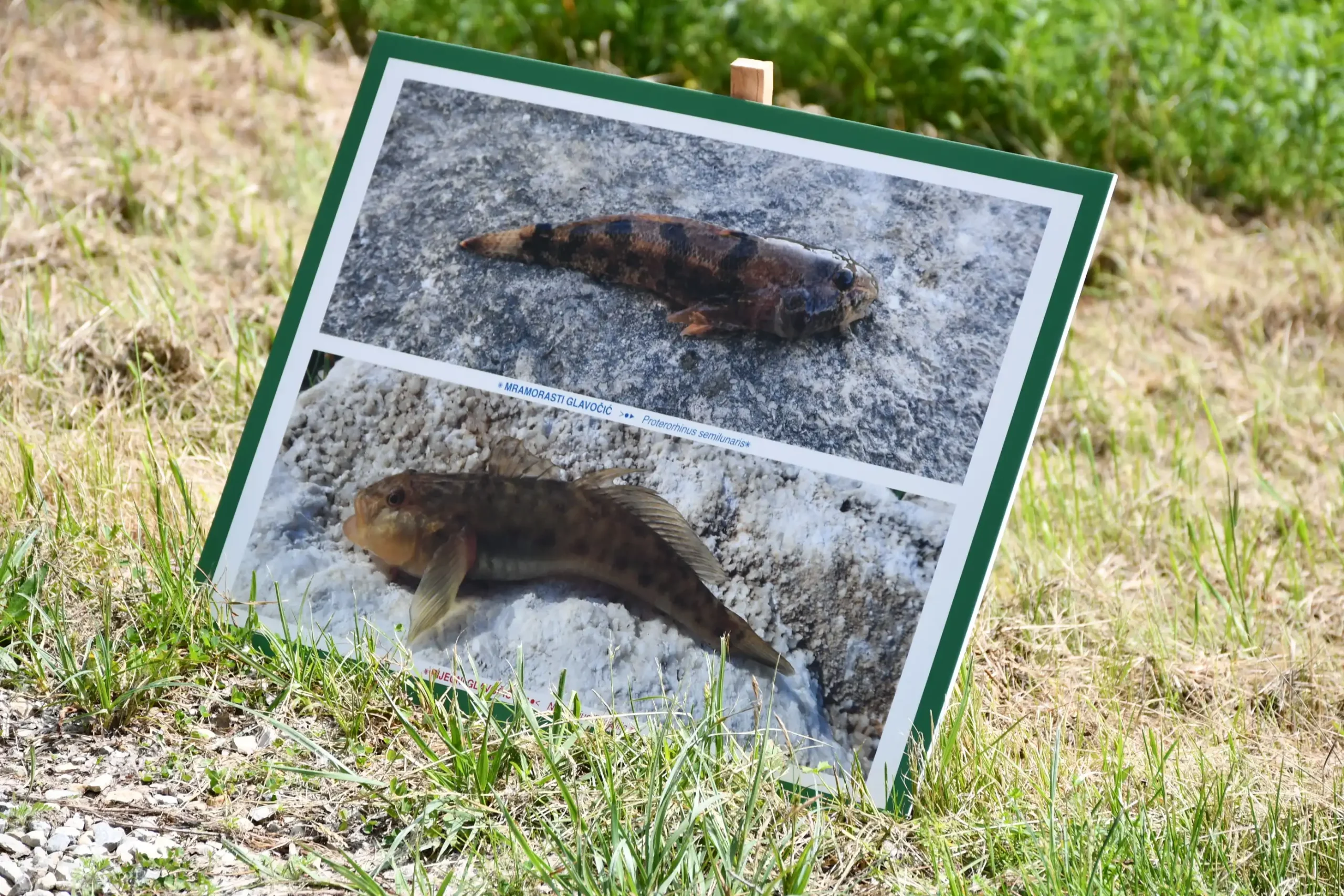 Svetomartinska grahijada 2024. (60) Svetomartinska grahijada 2024. (60)