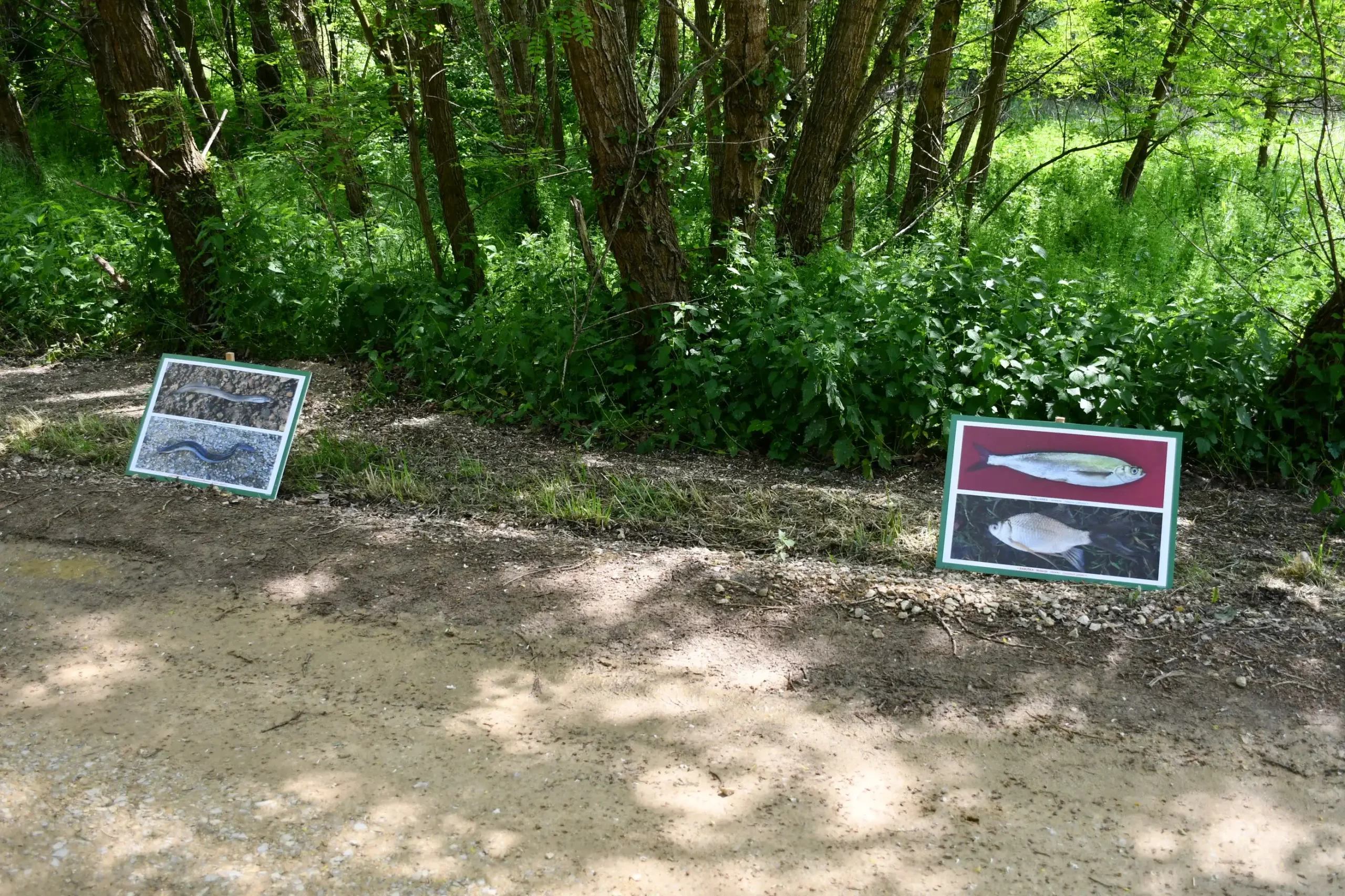 Svetomartinska grahijada 2024. (63) Svetomartinska grahijada 2024. (63)