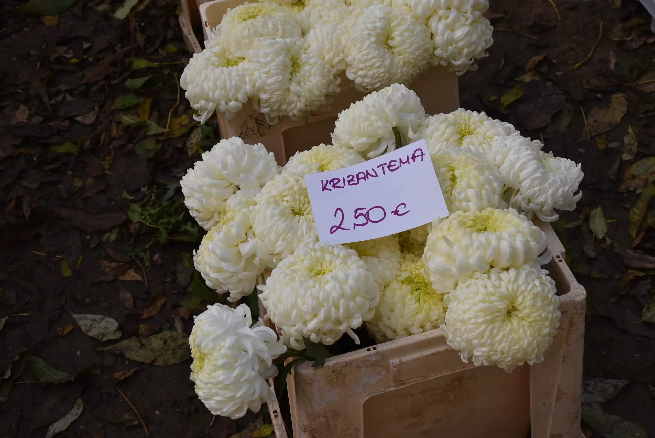 Svi sveti – čakovečka tržnica (15)