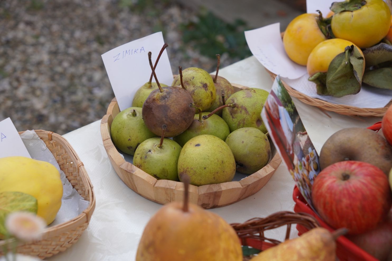 Svjetski dan jabuka (45)