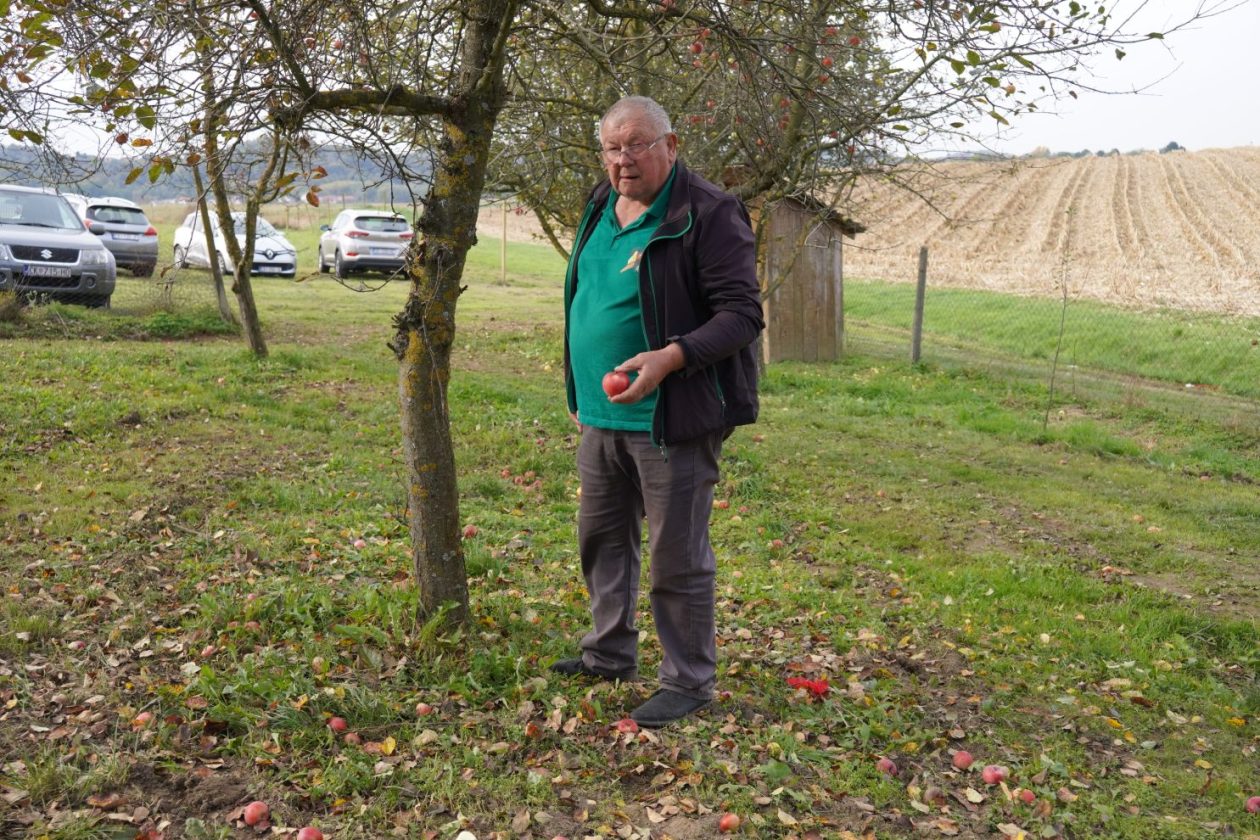 Svjetski dan jabuka (52)