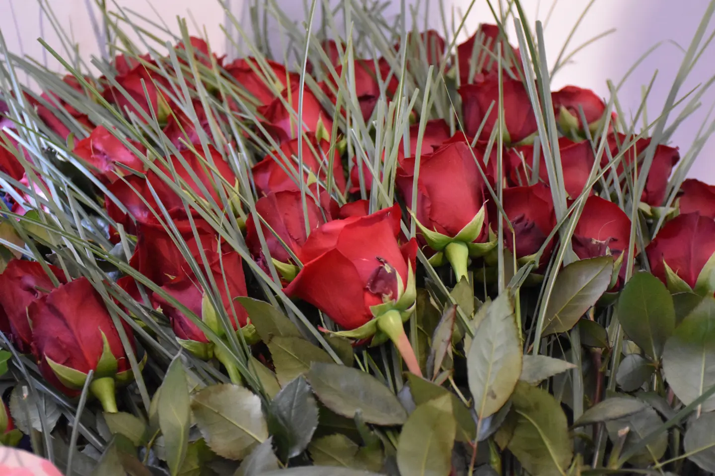 Svjetski dan učitelja, umirovljeni prosvjetni radnici 2025. Međimurska županija (4)