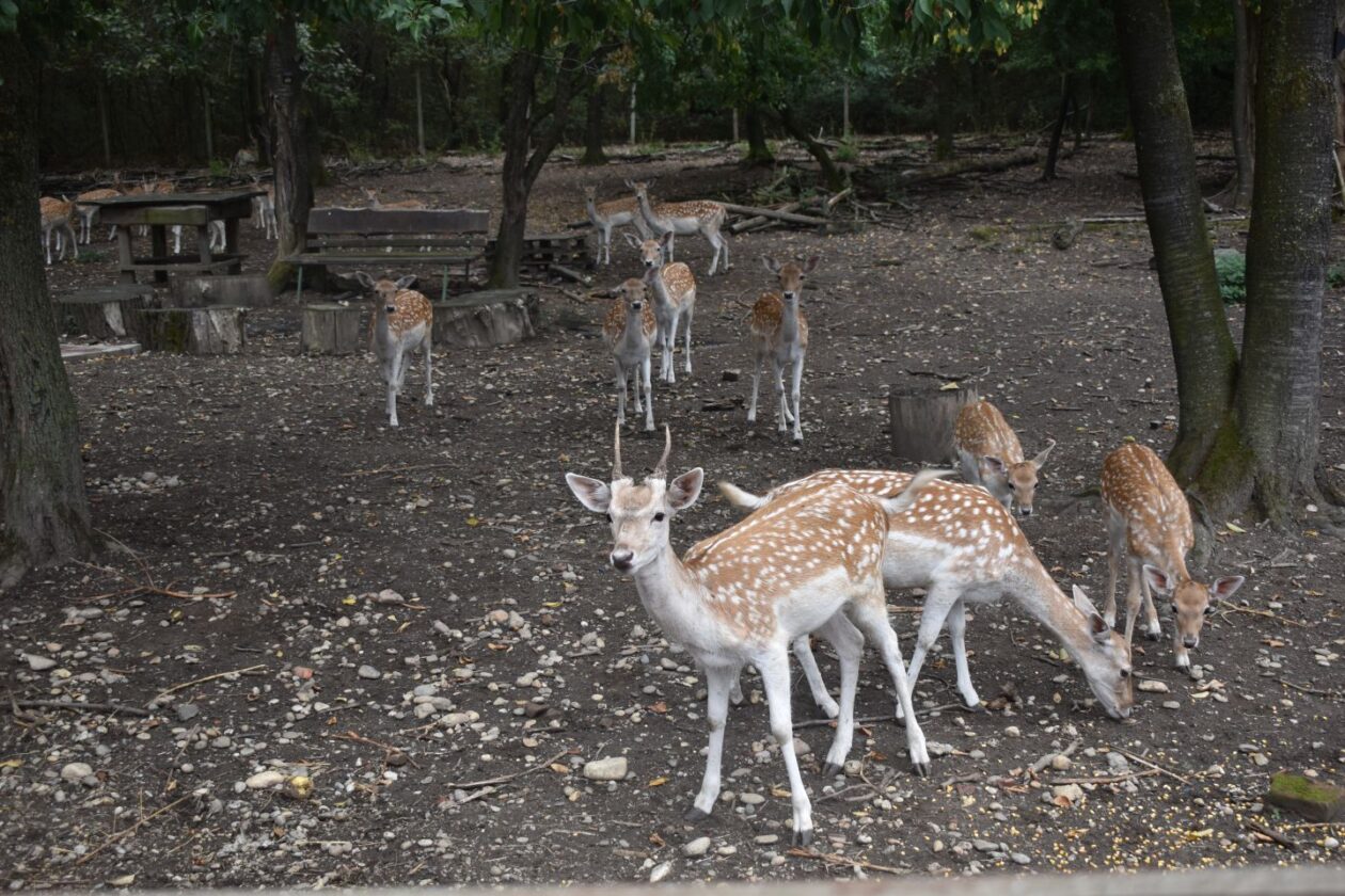 TATJANA JANUŠIĆ IZ BELICE Iz znatiželje se počela baviti uzgojem jelena lopatara (1) TATJANA JANUŠIĆ IZ BELICE Iz znatiželje se počela baviti uzgojem jelena lopatara (1)