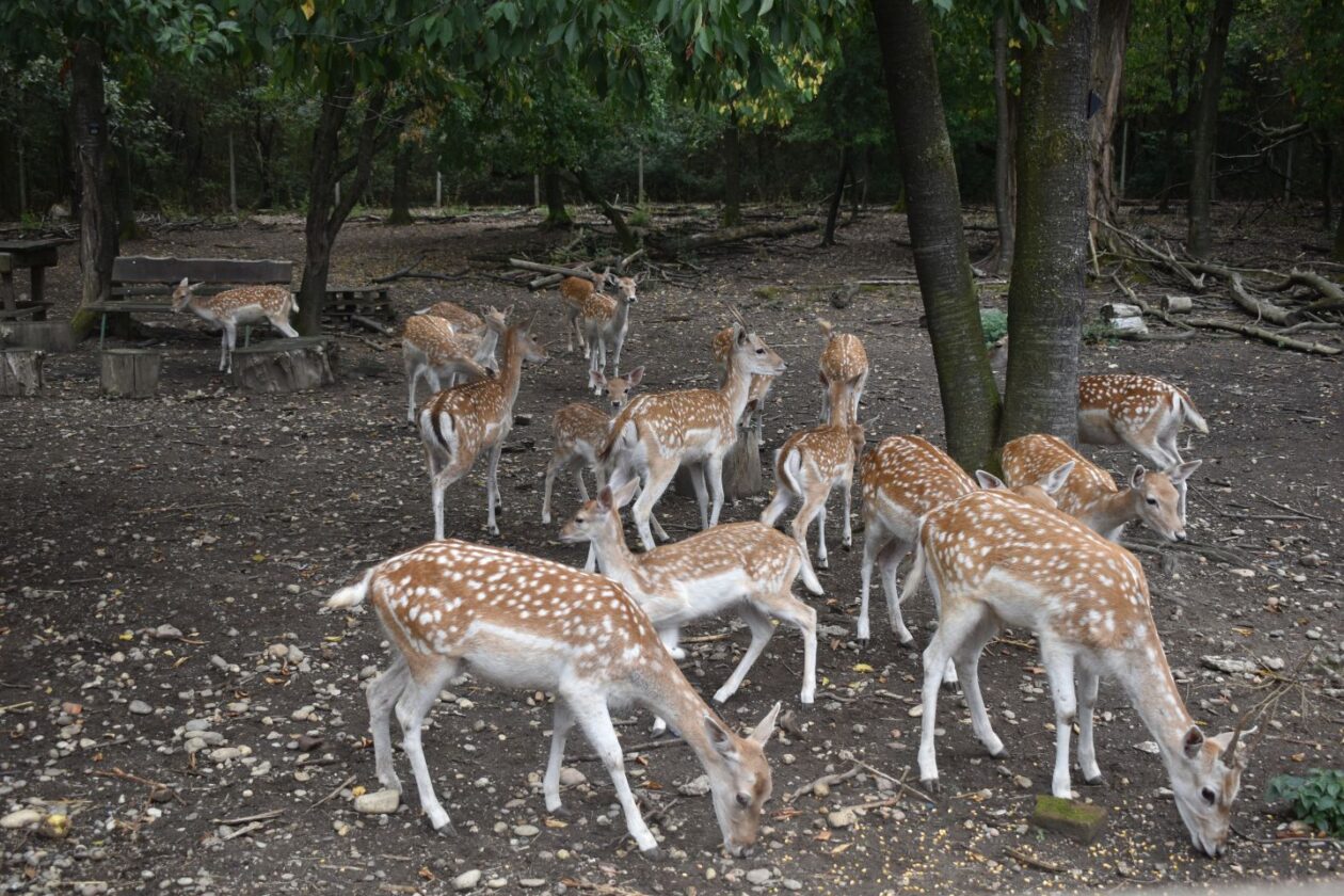 TATJANA JANUŠIĆ IZ BELICE Iz znatiželje se počela baviti uzgojem jelena lopatara (2) TATJANA JANUŠIĆ IZ BELICE Iz znatiželje se počela baviti uzgojem jelena lopatara (2)