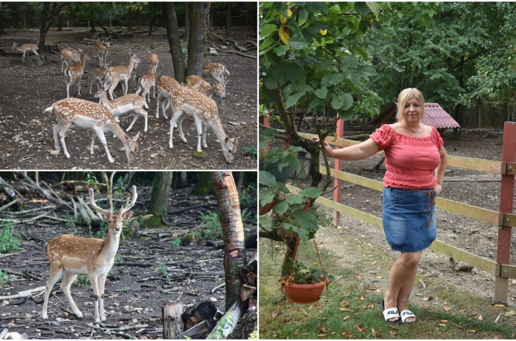 TATJANA JANUŠIĆ IZ BELICE Iz znatiželje se počela baviti uzgojem jelena lopatara (4) TATJANA JANUŠIĆ IZ BELICE Iz znatiželje se počela baviti uzgojem jelena lopatara (4)