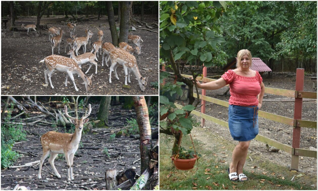 TATJANA JANUŠIĆ IZ BELICE Iz znatiželje se počela baviti uzgojem jelena lopatara (4) TATJANA JANUŠIĆ IZ BELICE Iz znatiželje se počela baviti uzgojem jelena lopatara (4)