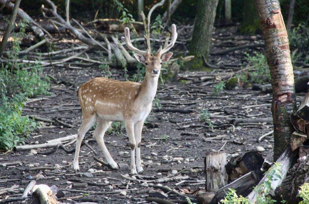 TATJANA JANUŠIĆ IZ BELICE Iz znatiželje se počela baviti uzgojem jelena lopatara (6)