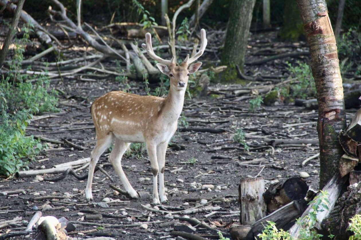 TATJANA JANUŠIĆ IZ BELICE Iz znatiželje se počela baviti uzgojem jelena lopatara (6) TATJANA JANUŠIĆ IZ BELICE Iz znatiželje se počela baviti uzgojem jelena lopatara (6)