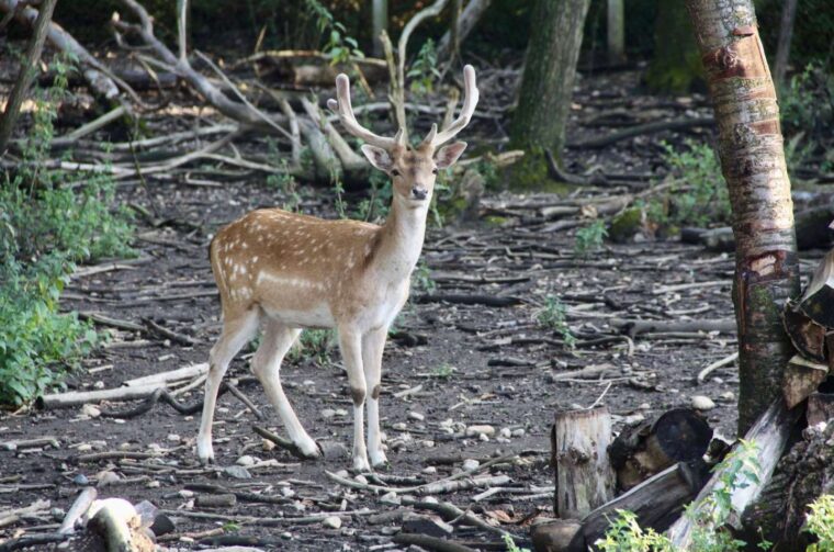 TATJANA JANUŠIĆ IZ BELICE Iz znatiželje se počela baviti uzgojem jelena lopatara (6)