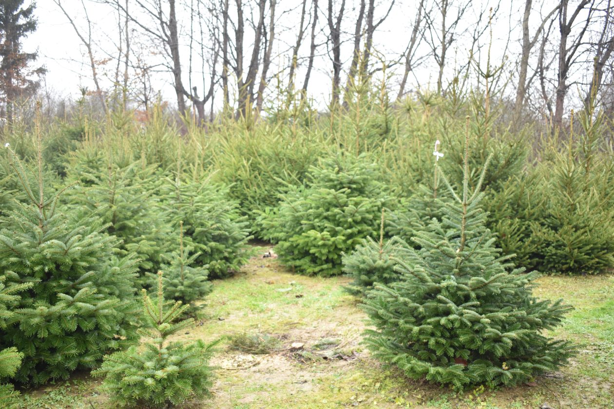 ŠTRUKOVEC Nasta i Stjepan Crnković