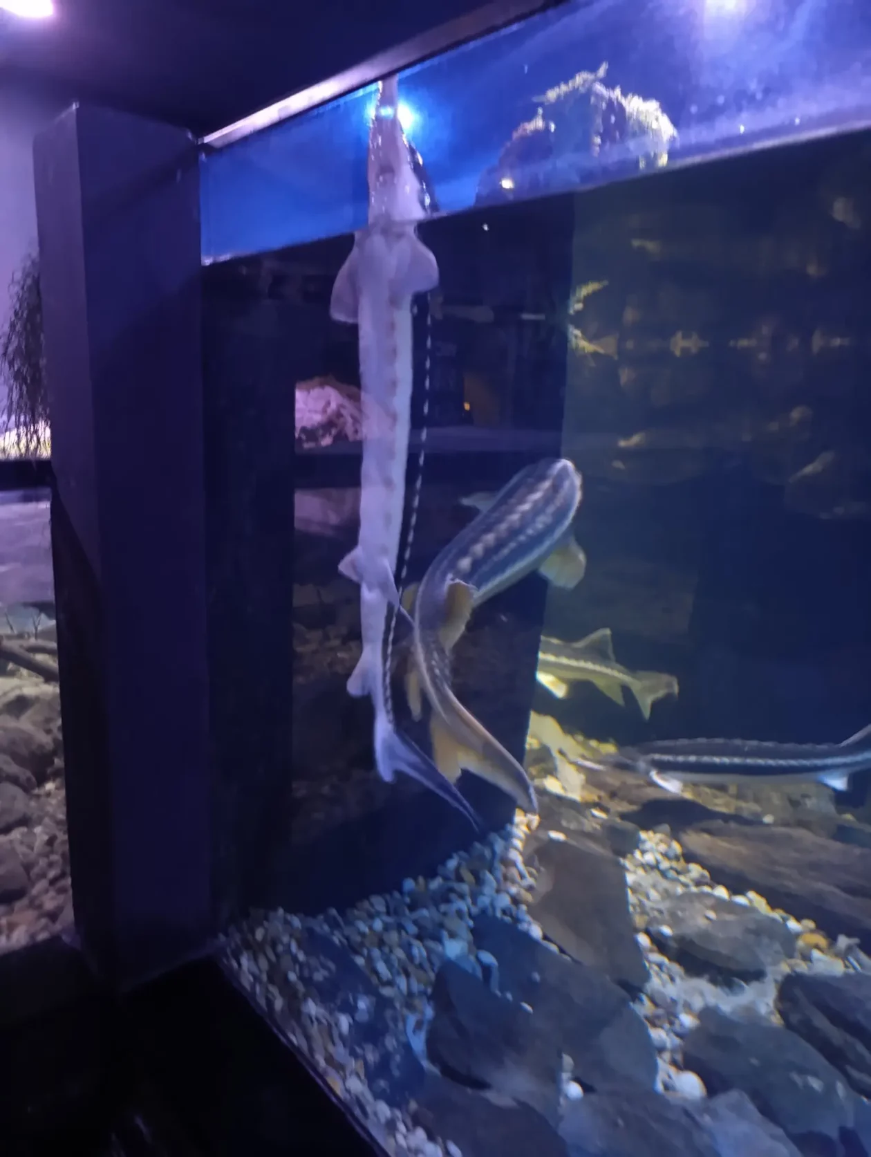 TŠČ posjet Karlovcu i muzejima (10)