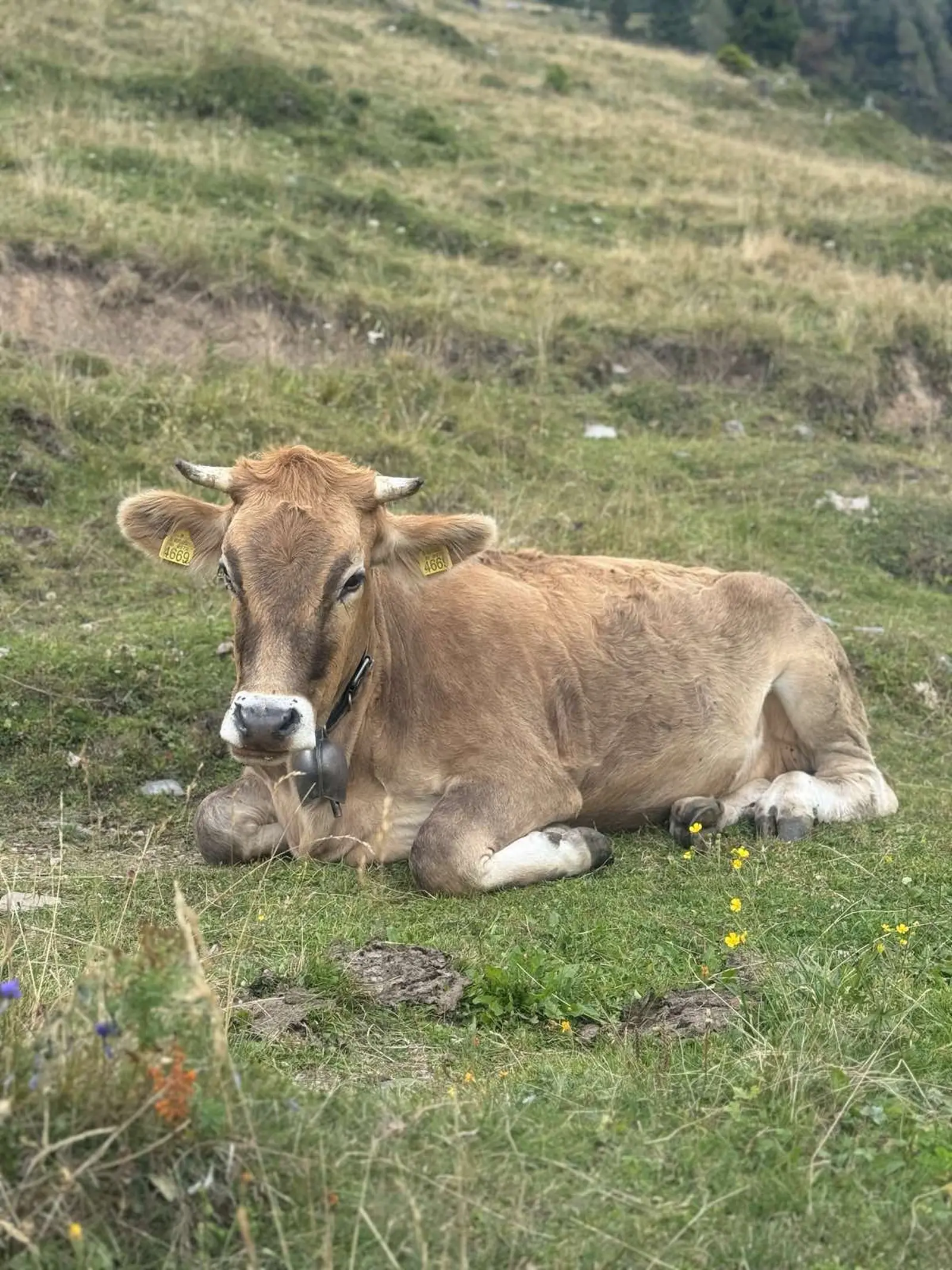 Tajana Čevizović. Goričan, Highlander Challenge, planinarenje (23)