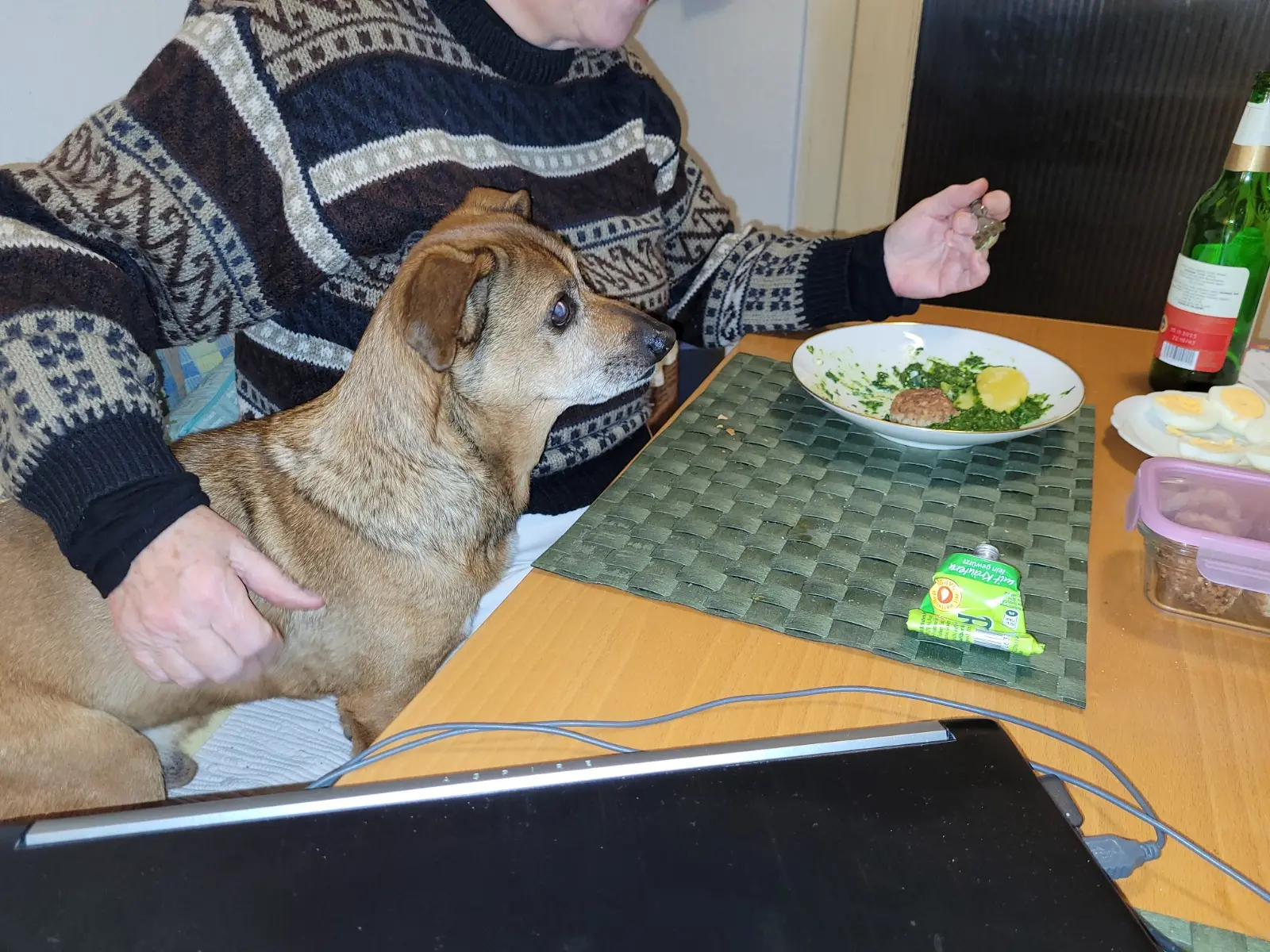 Thanos, Azil, udomljavanje pasa (1)