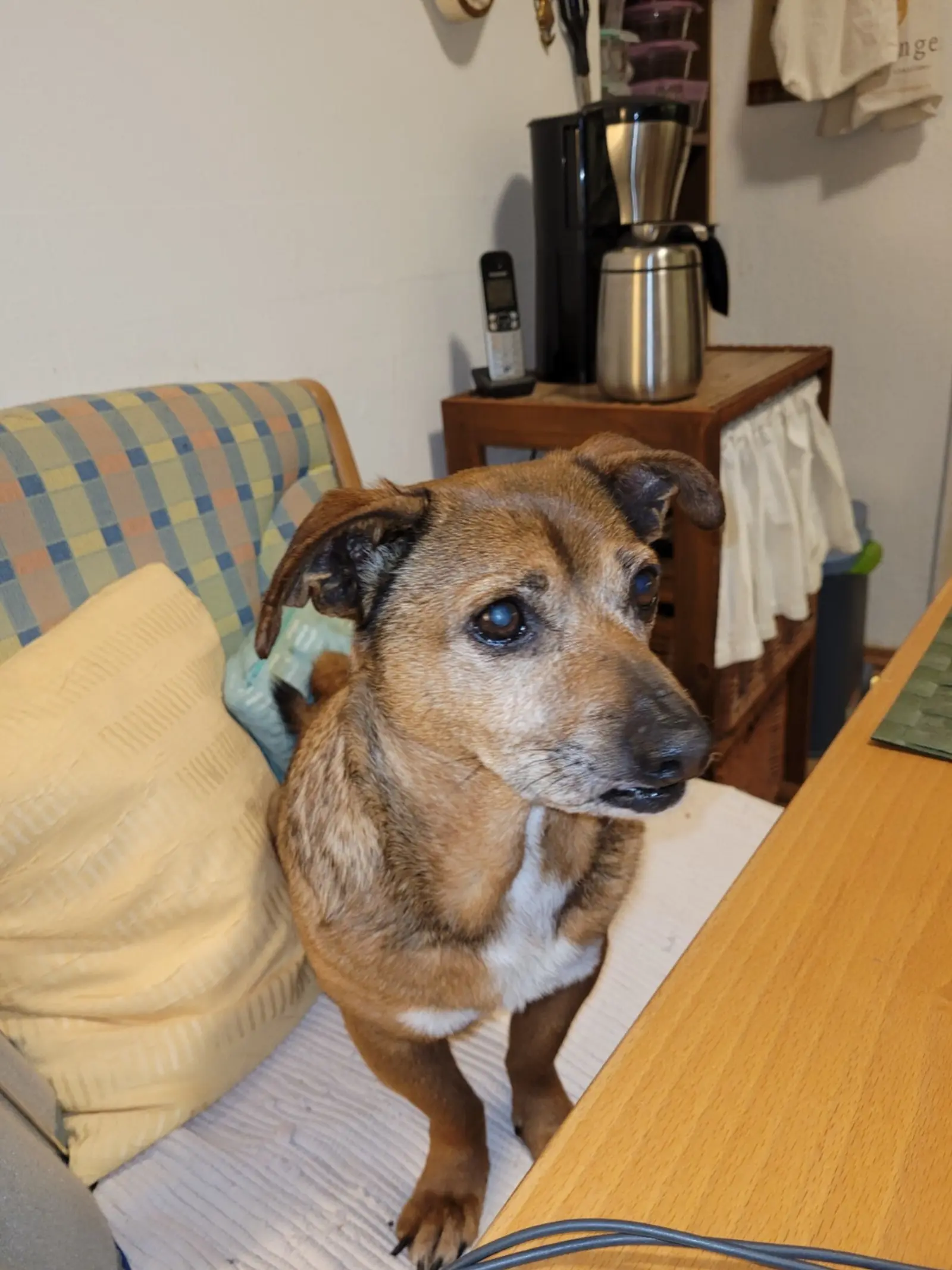 Thanos, Azil, udomljavanje pasa (2)