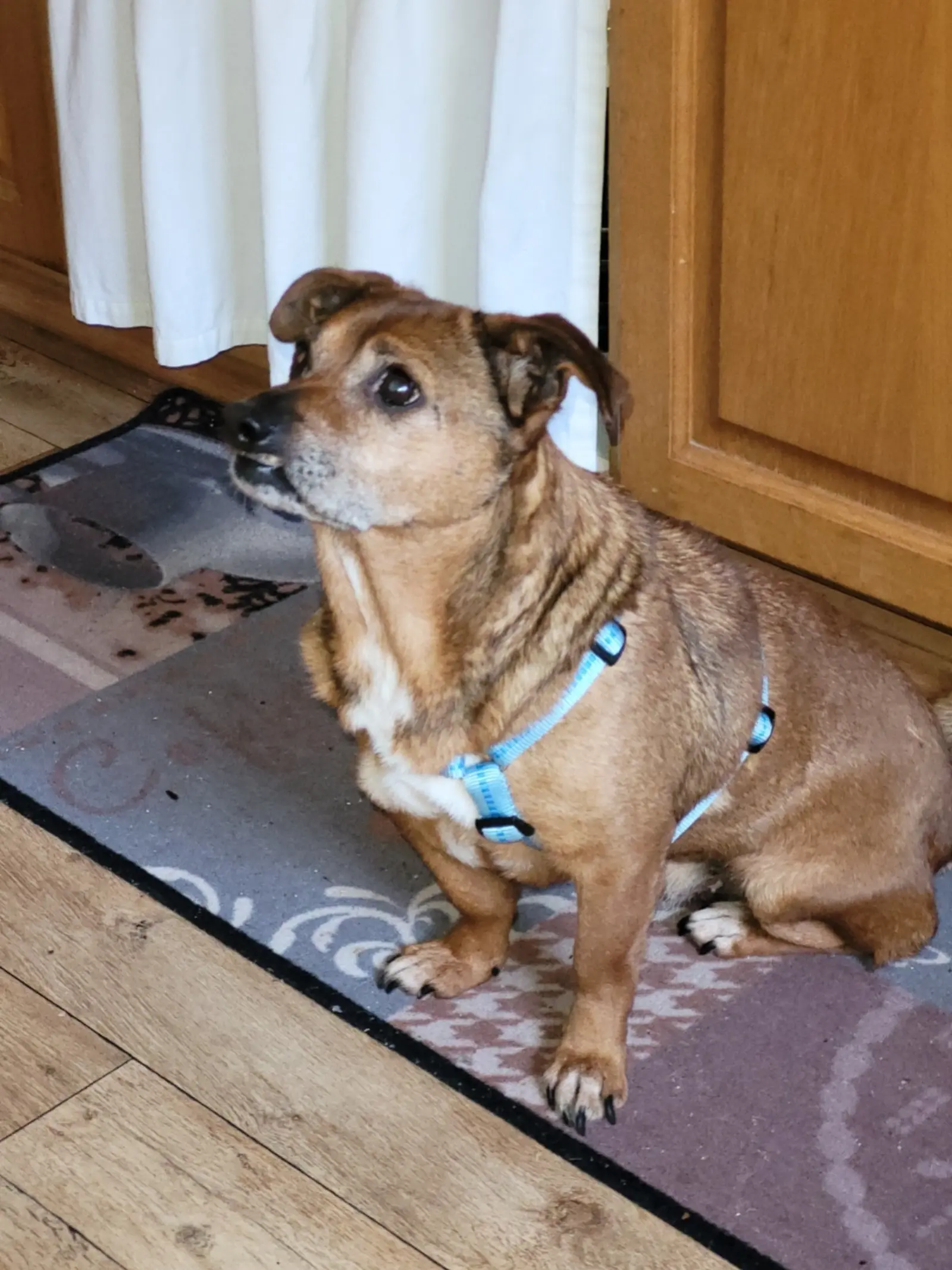 Thanos, Azil, udomljavanje pasa (3)