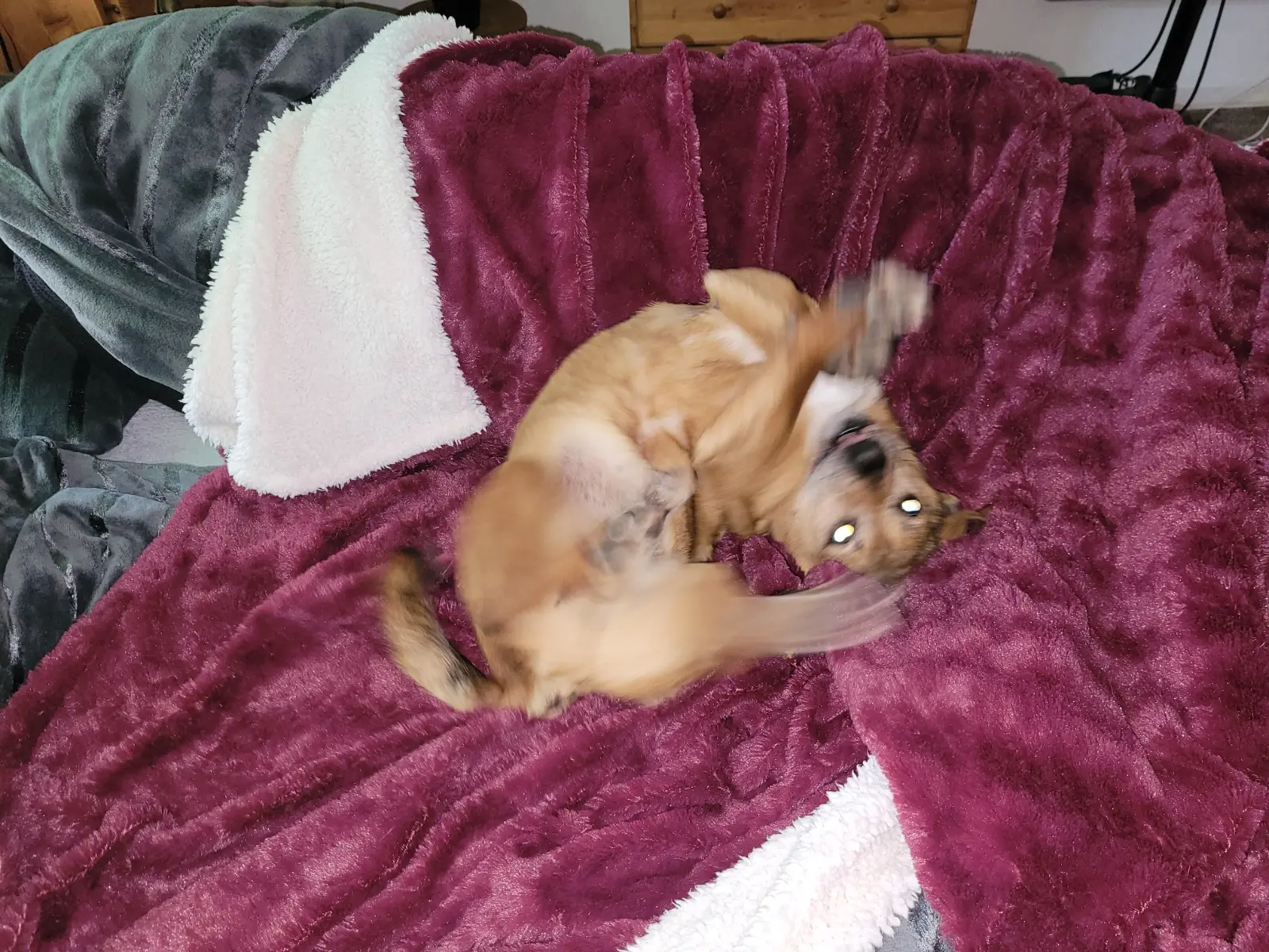 Thanos, Azil, udomljavanje pasa (4)