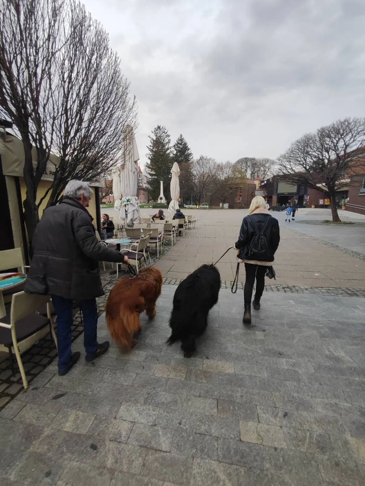 Tibetanski mastifi (1) Tibetanski mastifi (1)