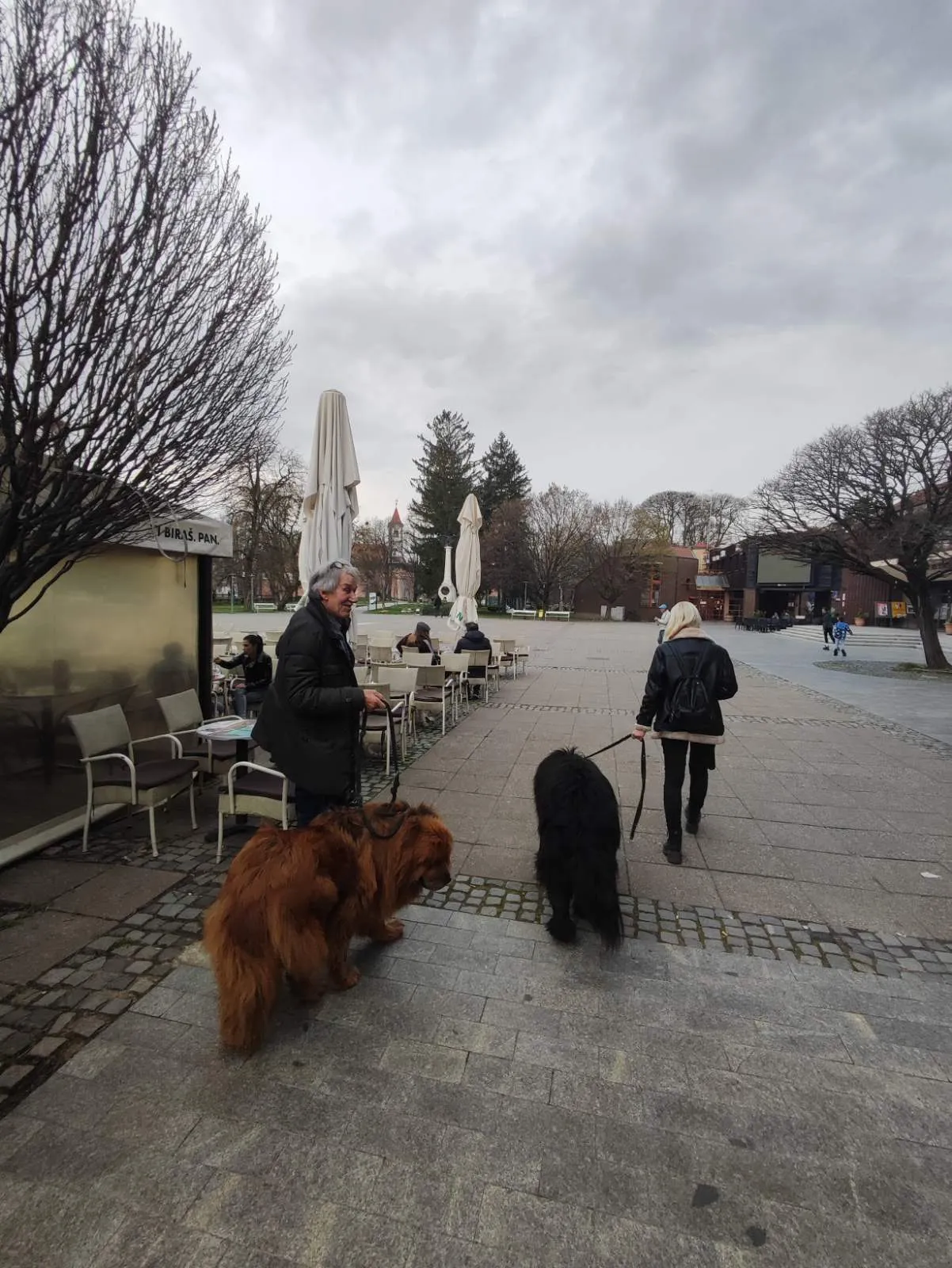 Tibetanski mastifi (10) Tibetanski mastifi (10)