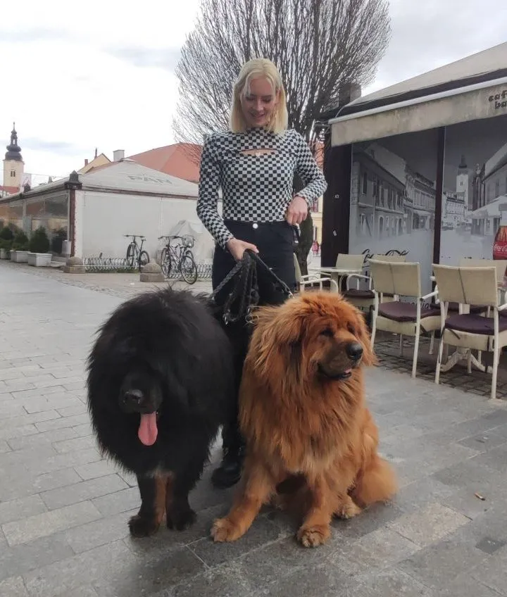 Tibetanski mastifi (3) Tibetanski mastifi (3)