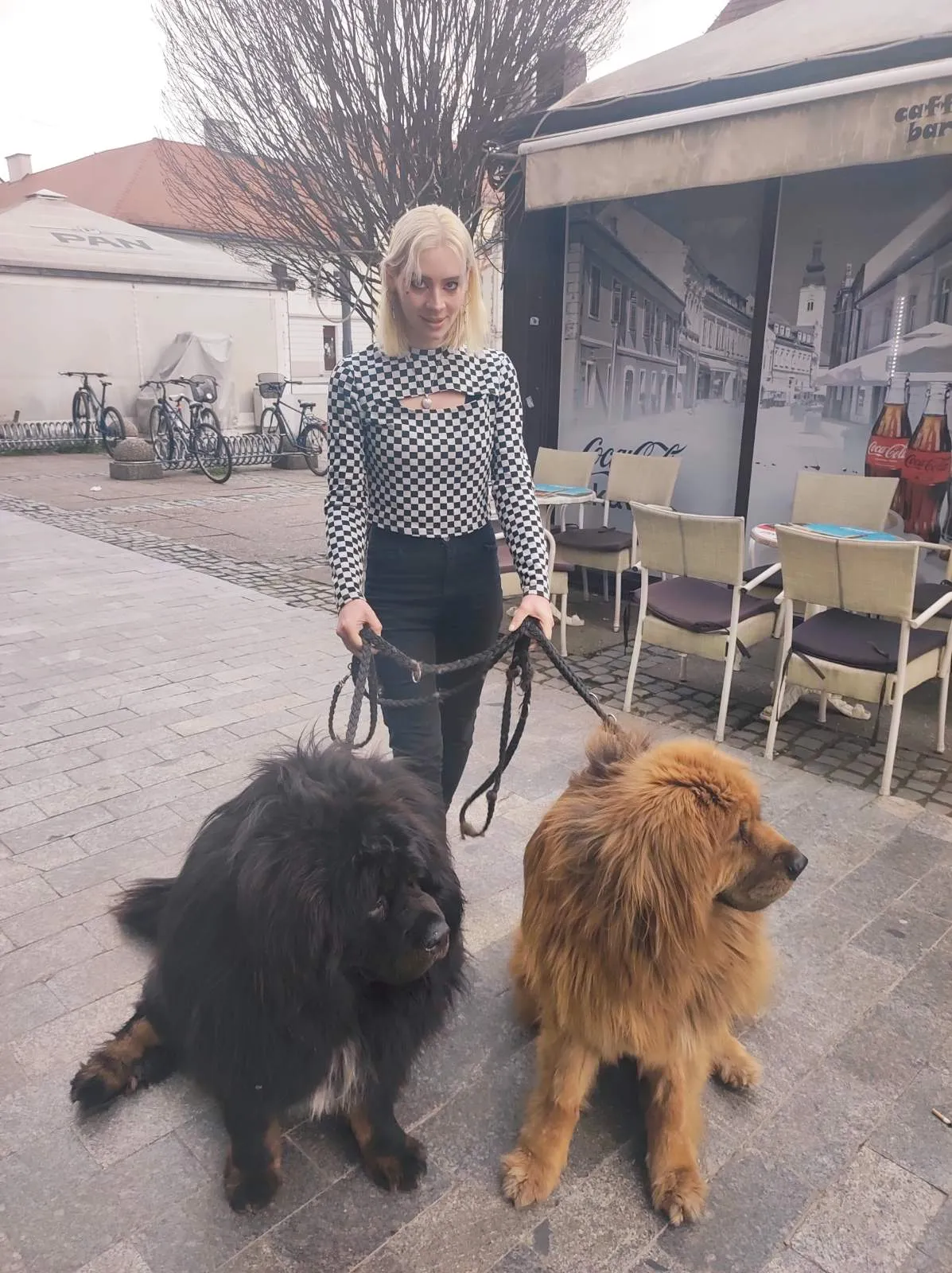 Tibetanski mastifi (4) Tibetanski mastifi (4)