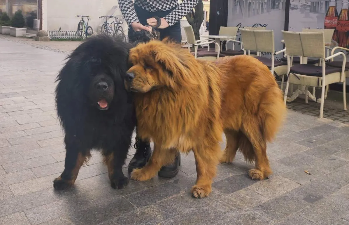 Tibetanski mastifi (5) Tibetanski mastifi (5)