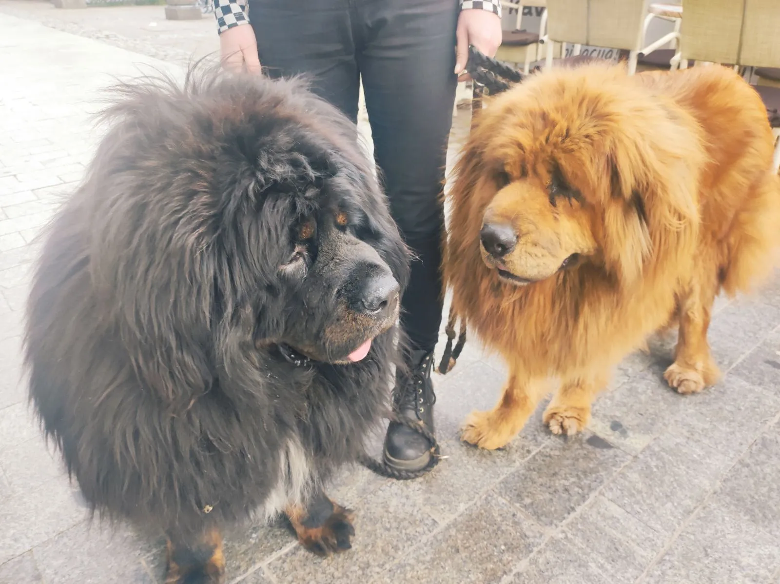 Tibetanski mastifi (6) Tibetanski mastifi (6)