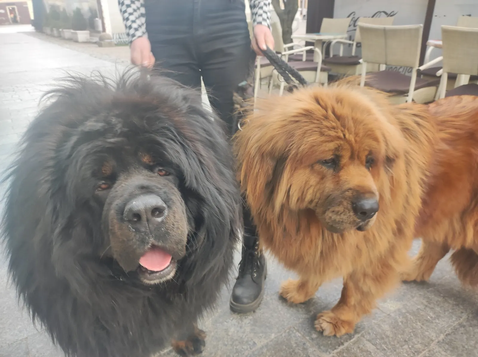 Tibetanski mastifi (7) Tibetanski mastifi (7)