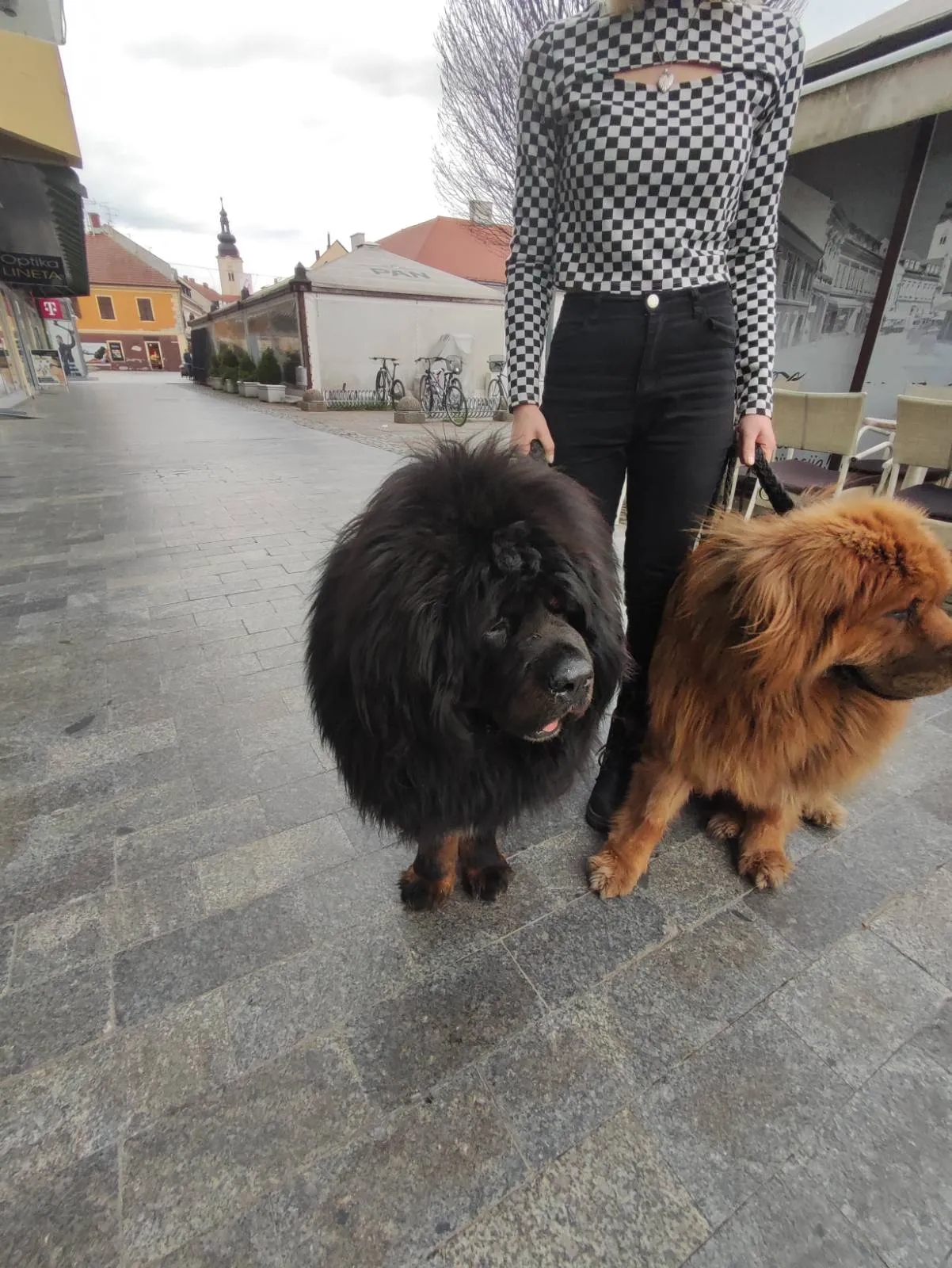 Tibetanski mastifi (8) Tibetanski mastifi (8)