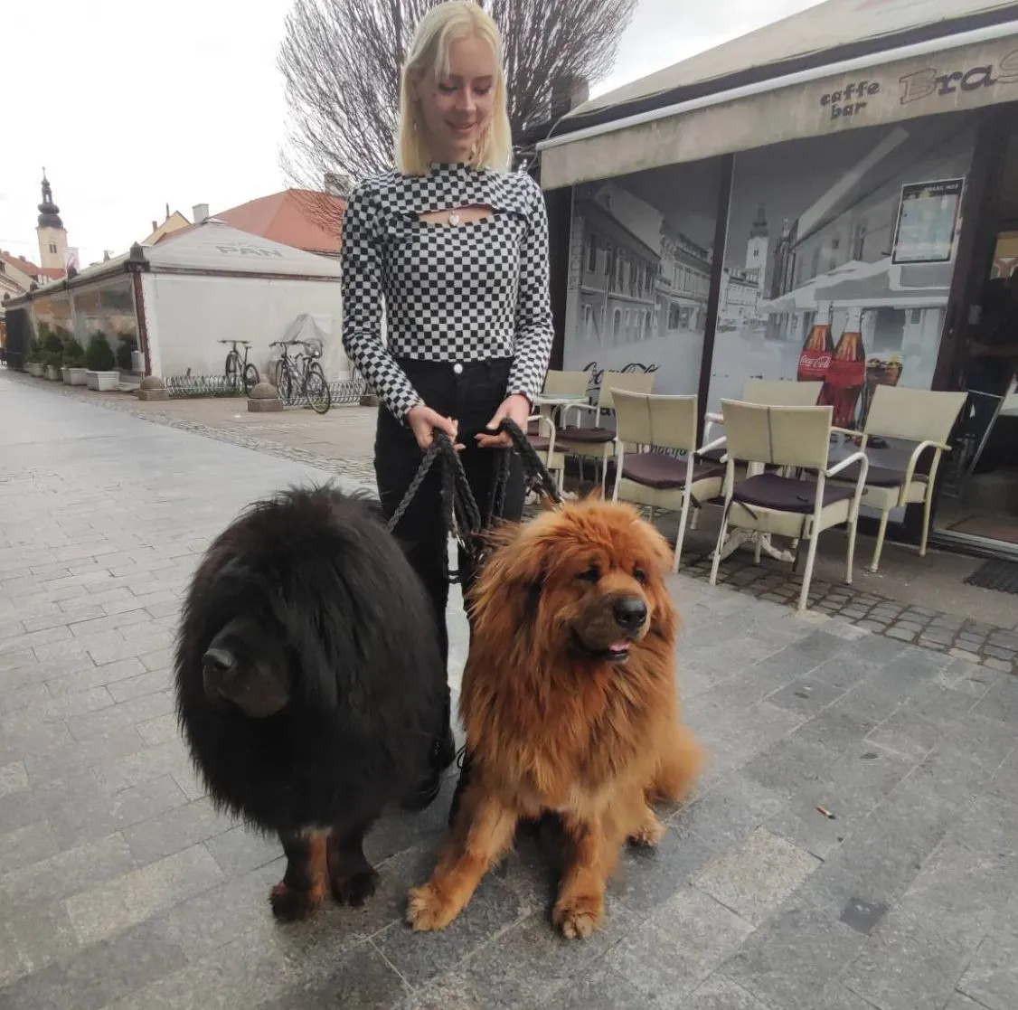 Tibetanski mastifi (9) Tibetanski mastifi (9)