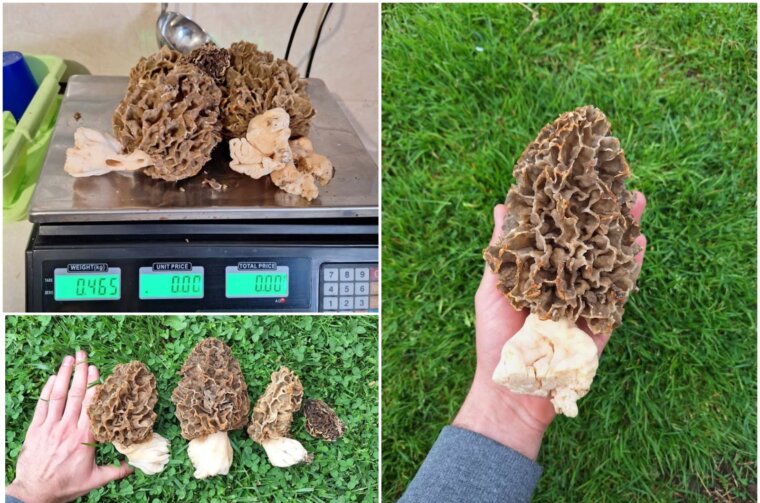 Totovečki vrt iznjedrio gljive kakve se rijetko viđaju (5)