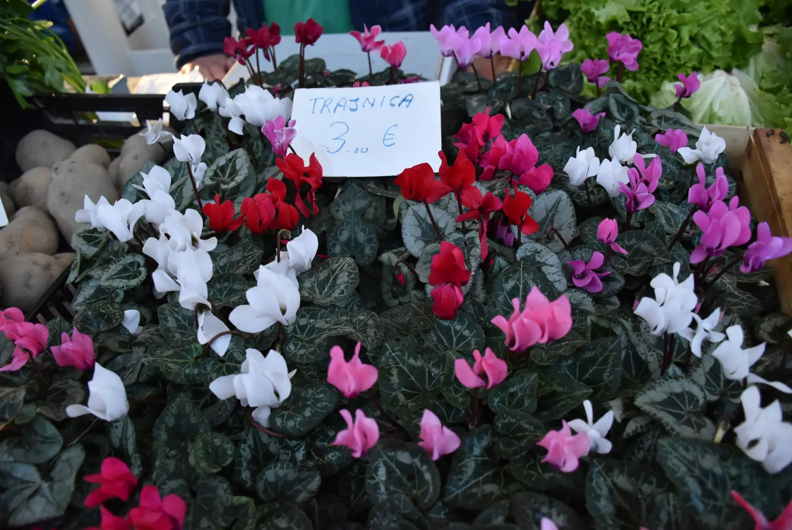 Tržnica Čakovec 16.11.24 (14)