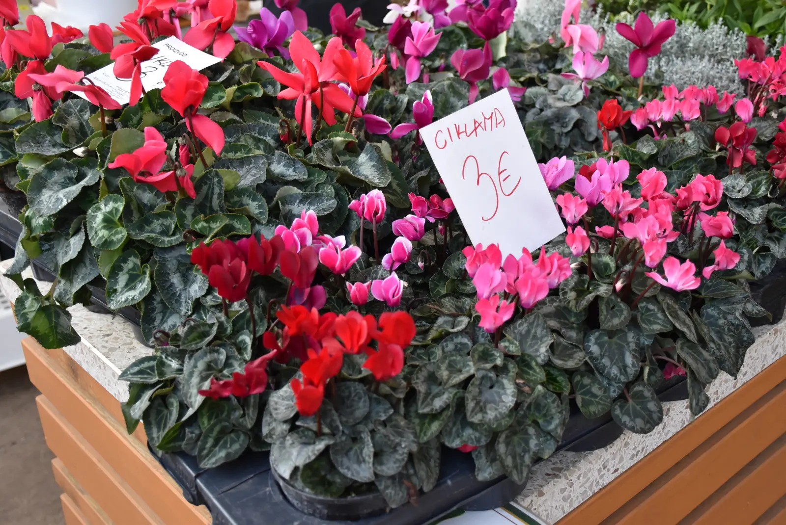 Tržnica Čakovec 16.11.24 (5)