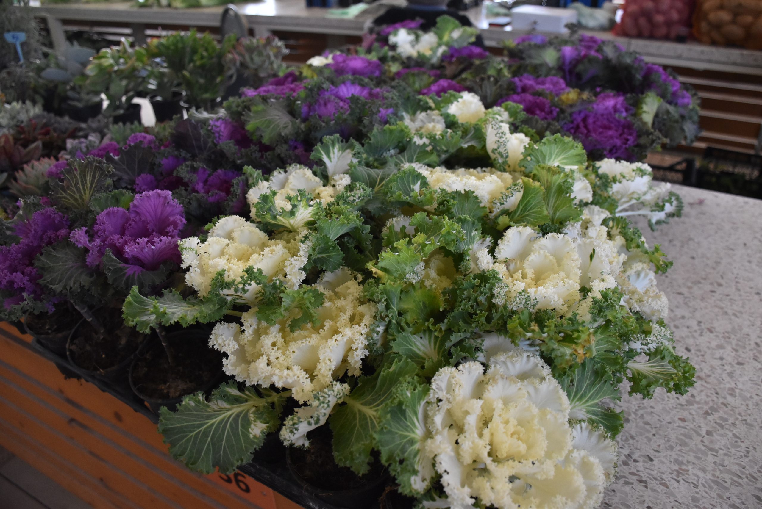 Tržnica, Čakovec 30.11.24 (16) Tržnica, Čakovec 30.11.24 (16)