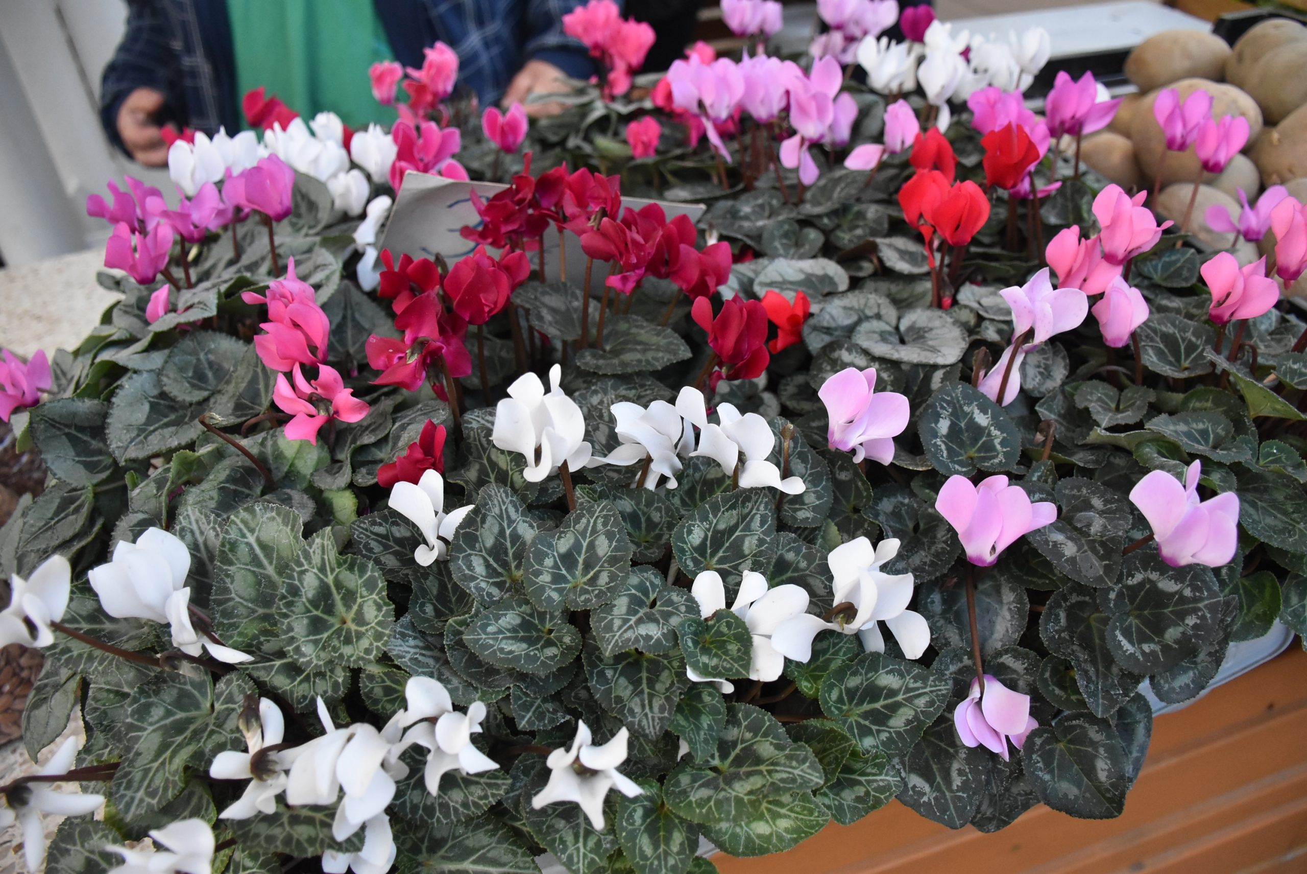 Tržnica, Čakovec 30.11.24 (31) Tržnica, Čakovec 30.11.24 (31)